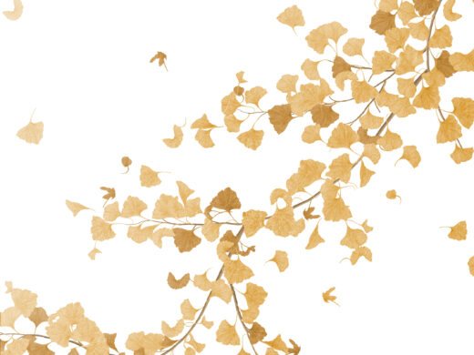 Golden Ginkgo 280504